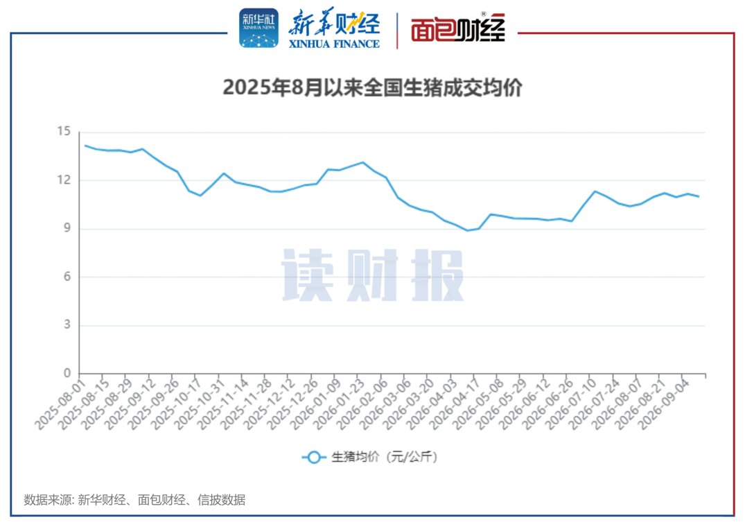 【读财报】猪价企稳:8月上市猪企销量同比增长1.73% 神农集团、傲农生物销量增速居前